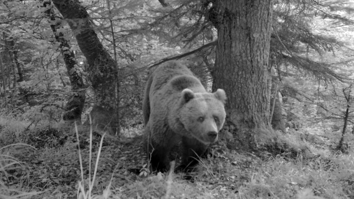 Un ejemplar de oso pardo, captado por las cámaras nocturnas del Conselh Generau d’Aran.