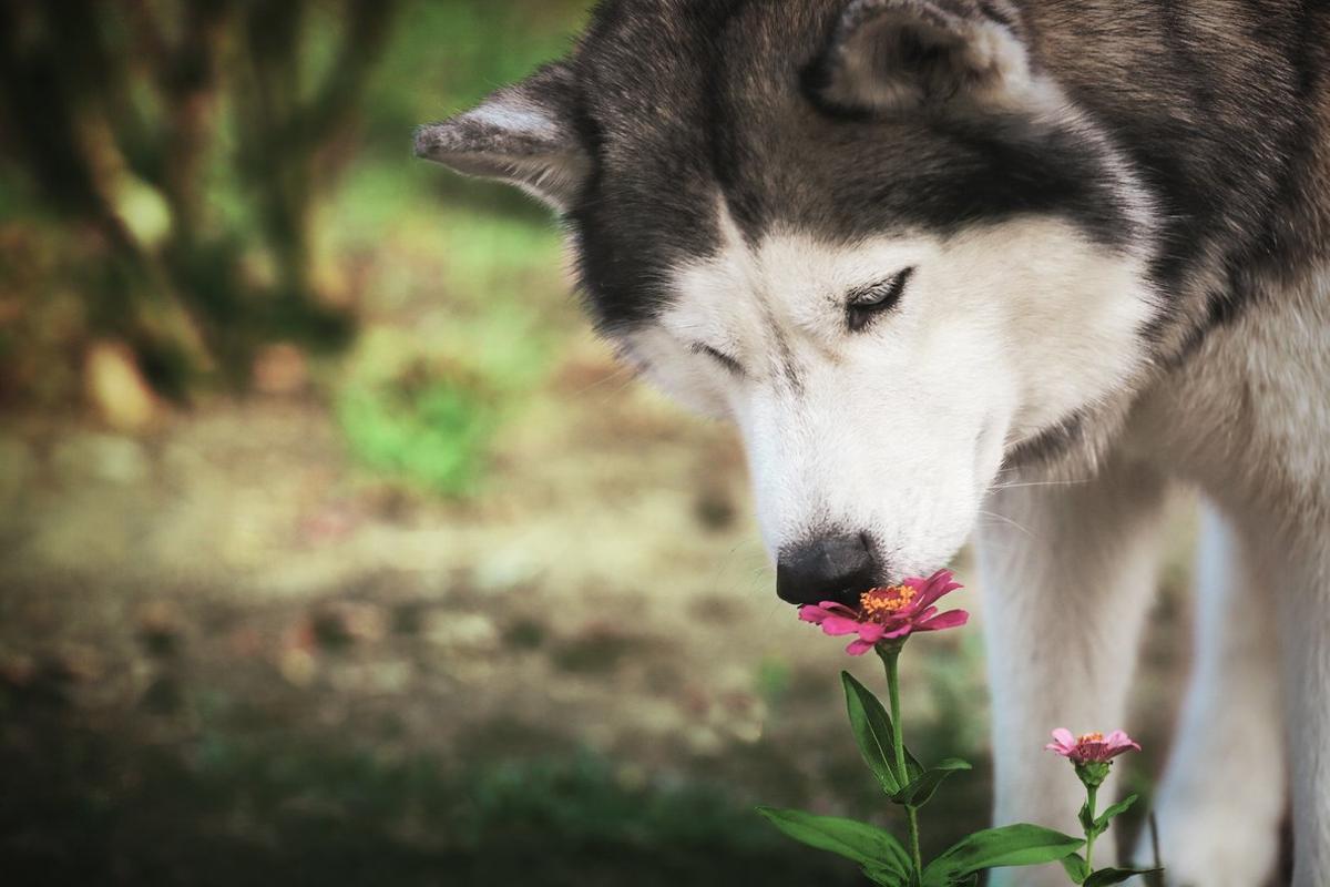 Un husky huele una flor.