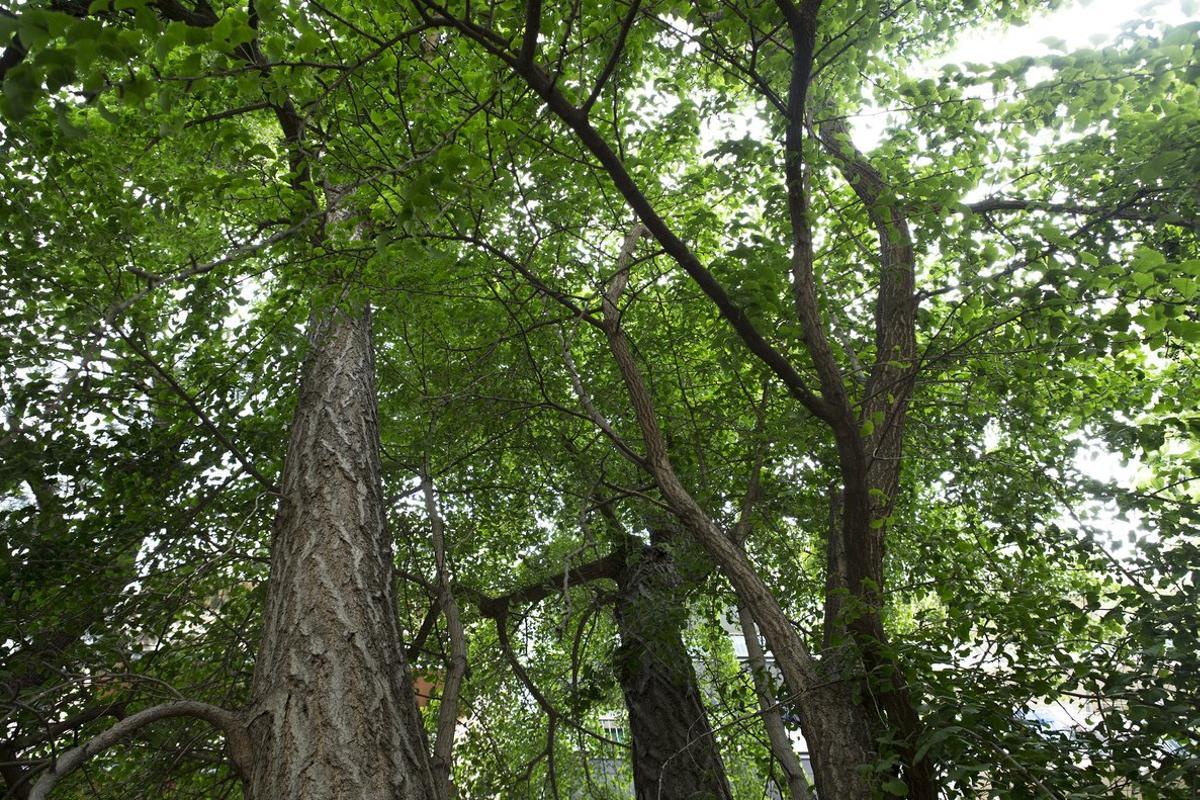 Honduras anuncia la siembra de más de dos millones de árboles