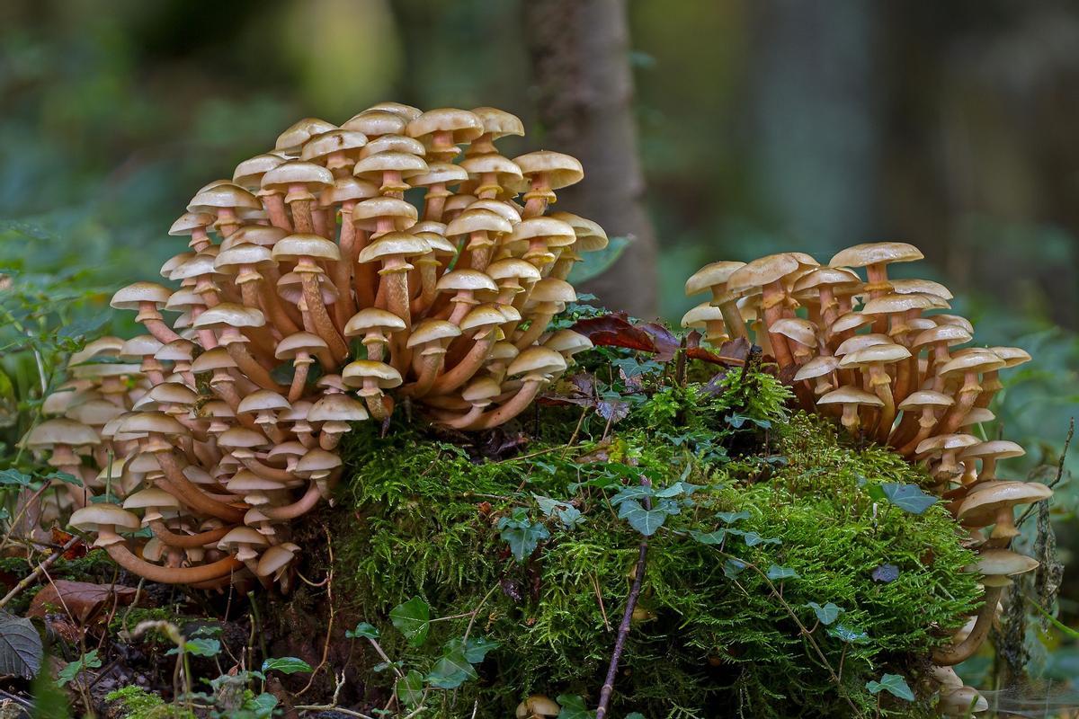 ¿Por qué los hongos juegan un papel ecológico esencial en la Tierra?