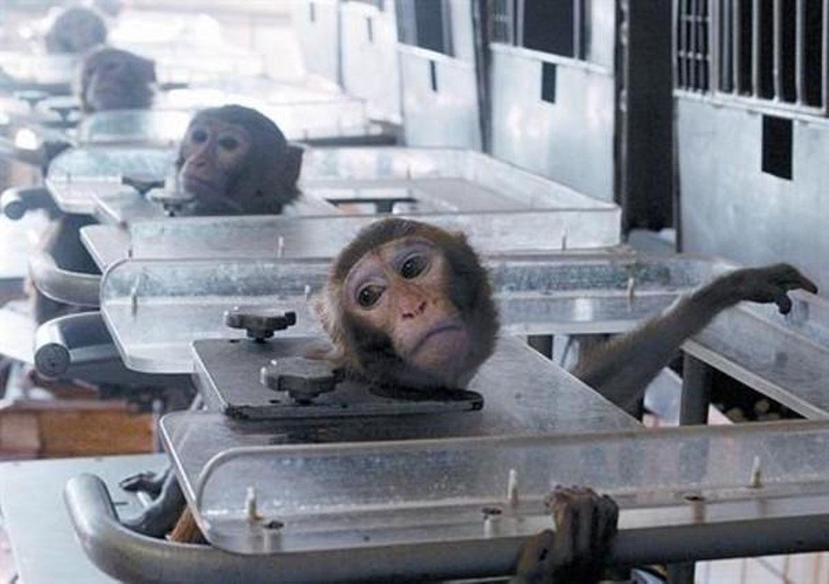 Monos utilizados en un laboratorio moscovita para investigar los efectos de los viajes al espacio en la salud. Monos utilizados en un laboratorio moscovita para investigar los efectos de los viajes al espacio en la salud.