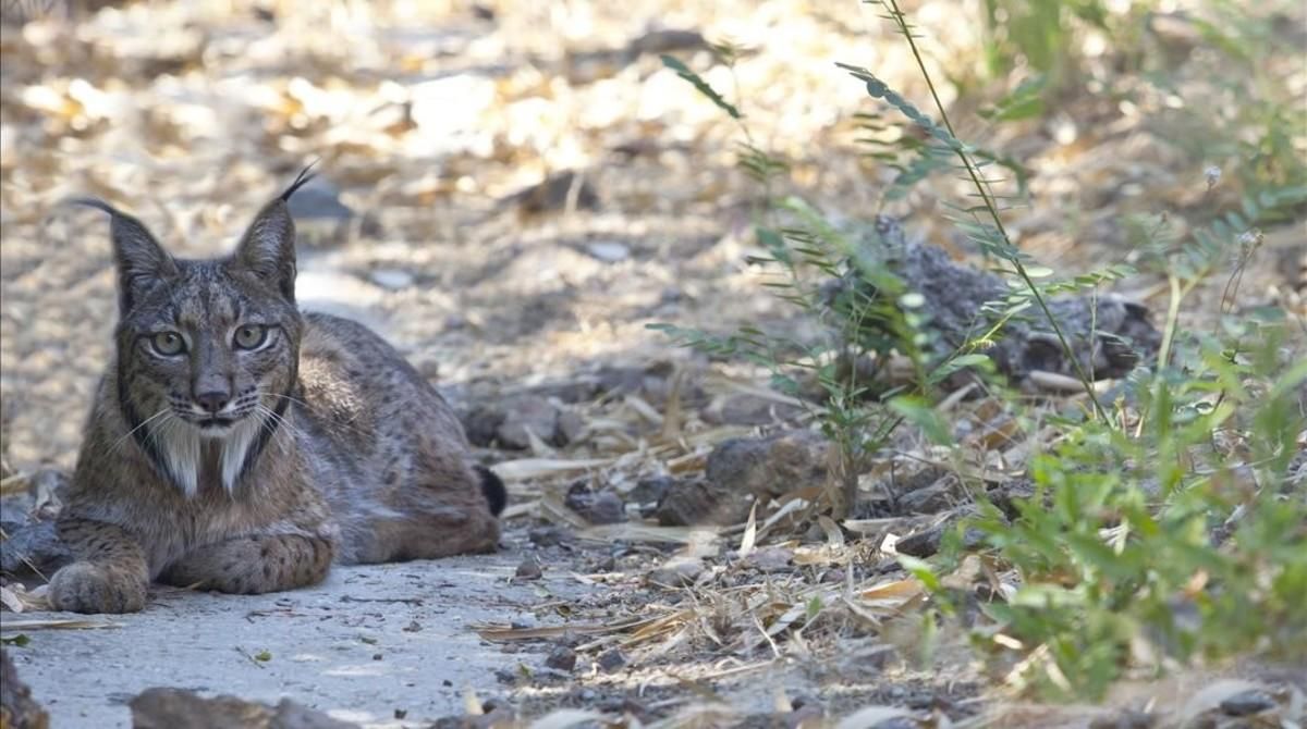 Un lince ibérico. Un lince ibérico.