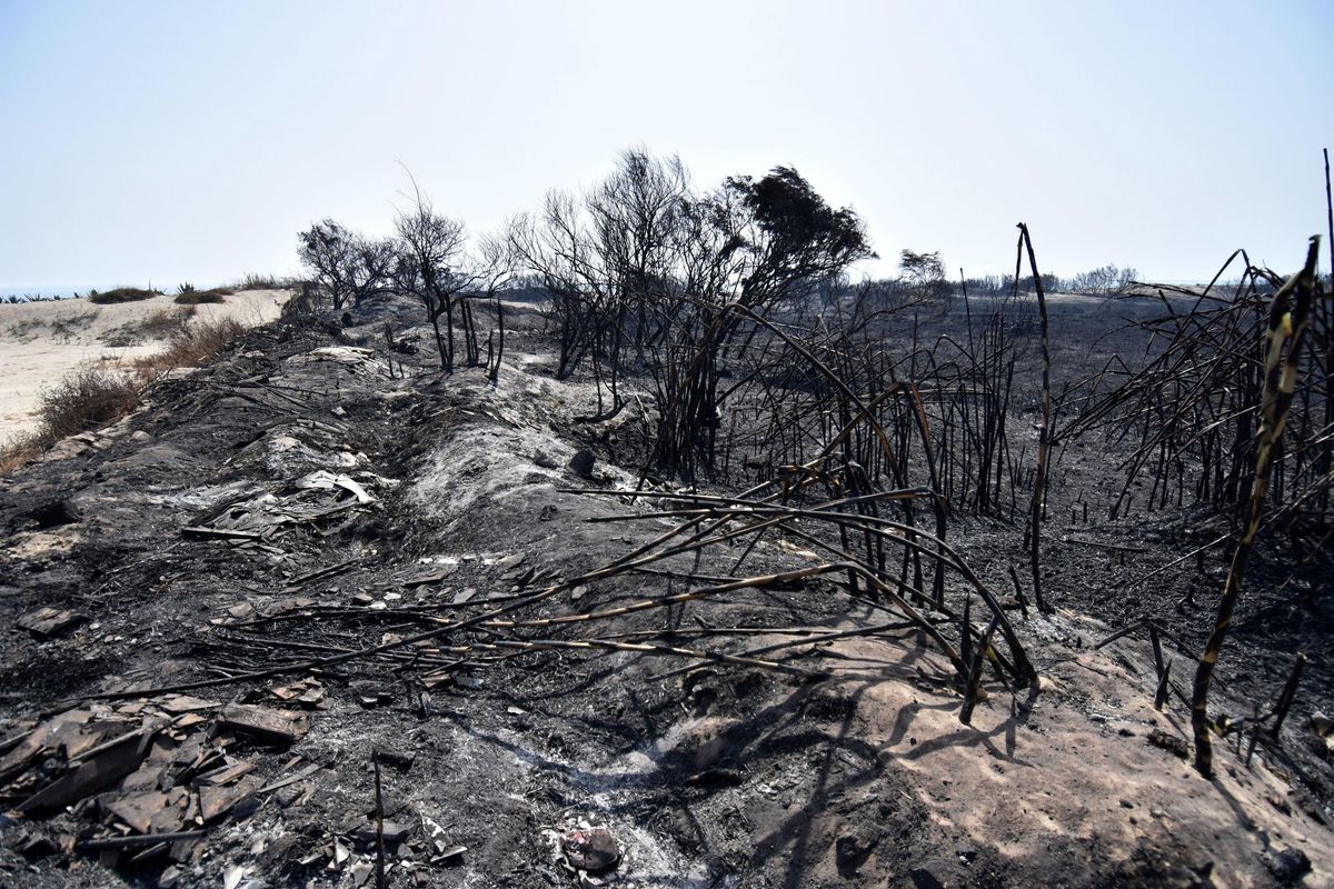Italia envía refuerzos a Sicilia, que sufre más 160 incendios en 48 horas Italia envía refuerzos a Sicilia, que sufre más 160 incendios en 48 horas