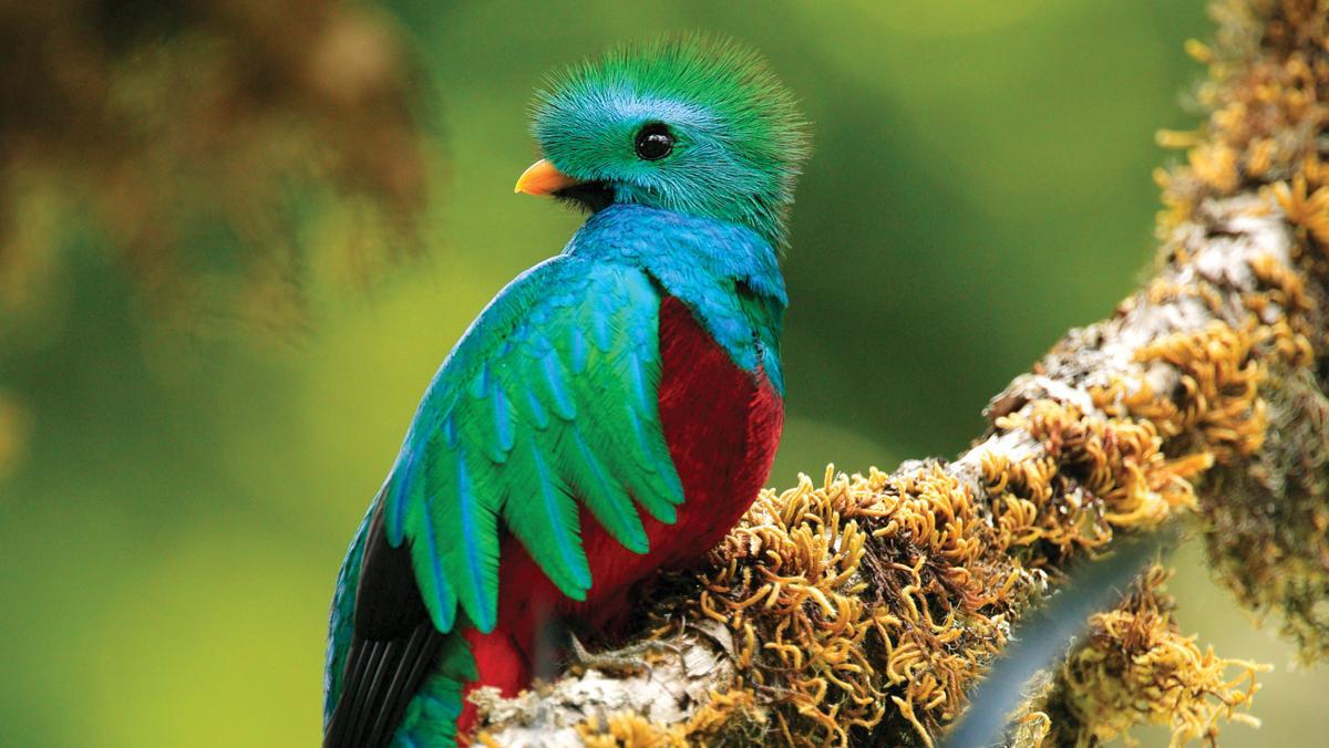 El quetzal, una de las aves más bonitas del mundo, descansa en los bosques de Costa Rica.