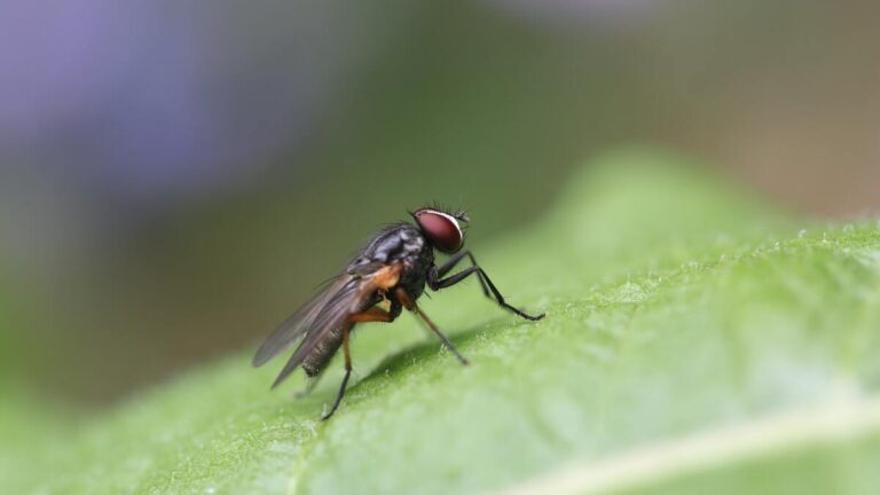 Plaga de mosca negra: Consejos para evitar su mordedura - Vimarsana News