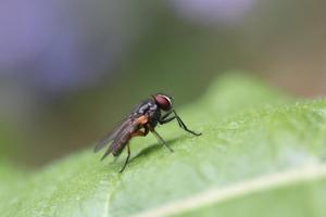 Plaga de mosca negra: Consejos para evitar su mordedura