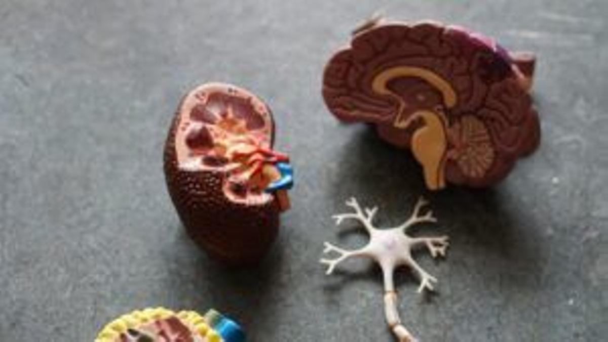Alzhéimer: ¿anosognosia o compromiso? Alzhéimer: ¿anosognosia o compromiso?