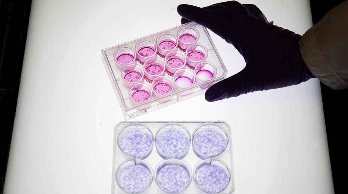 Placas para investigar células con luz rosa en el Centro de Regulación Genómica de Barcelona. Placas para investigar células con luz rosa en el Centro de Regulación Genómica de Barcelona.