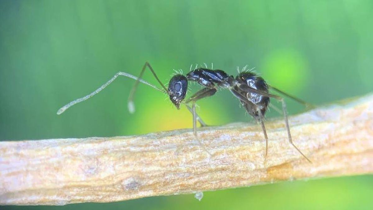 Hormiga loca invasora Hormiga loca invasora