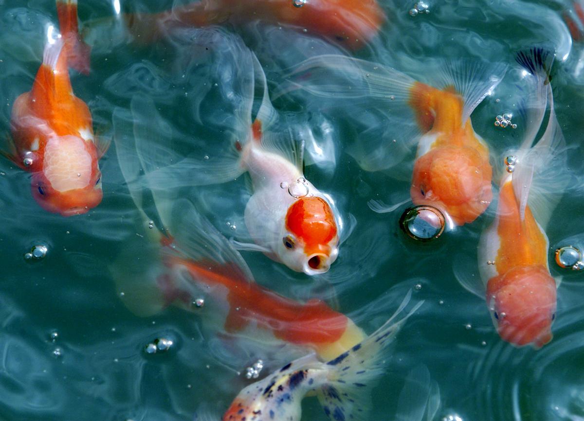 Imagen de archivo de unos peces dorados, una de las especies más compradas para los acuarios domésticos. 