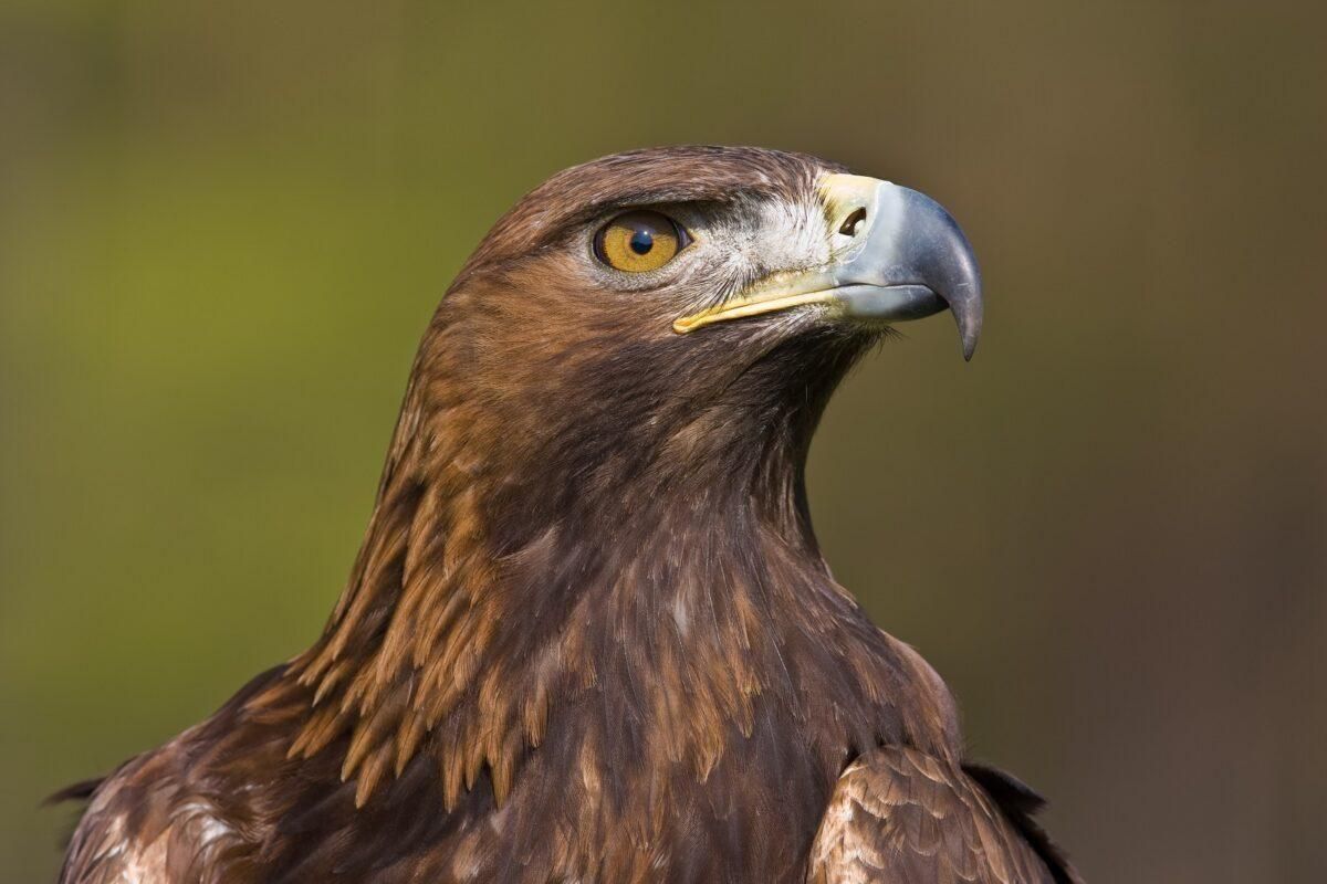 Así es el águila real, la ‘reina de los cielos’ españoles Así es el águila real, la ‘reina de los cielos’ españoles