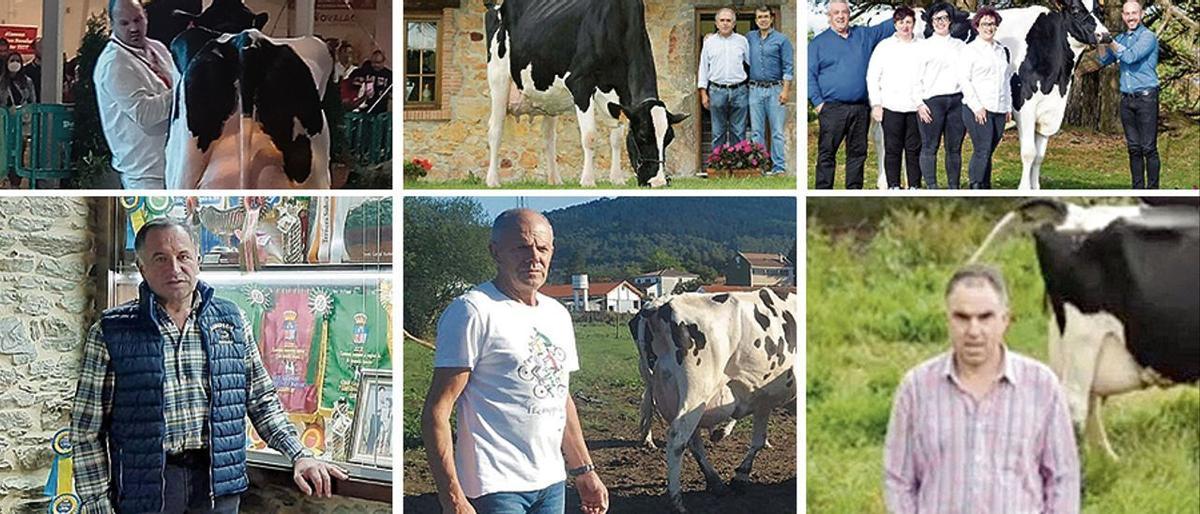 Las vacas asturianas, las más guapas de España
