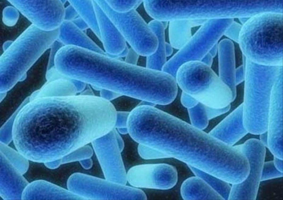 La bacteria de la legionelosis La bacteria de la legionelosis
