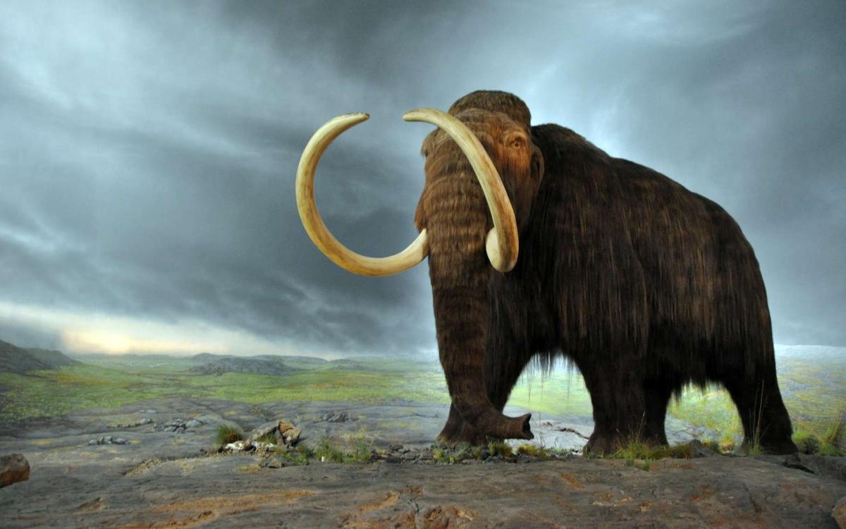 Ya hay fecha para resucitar el mamut: 2028