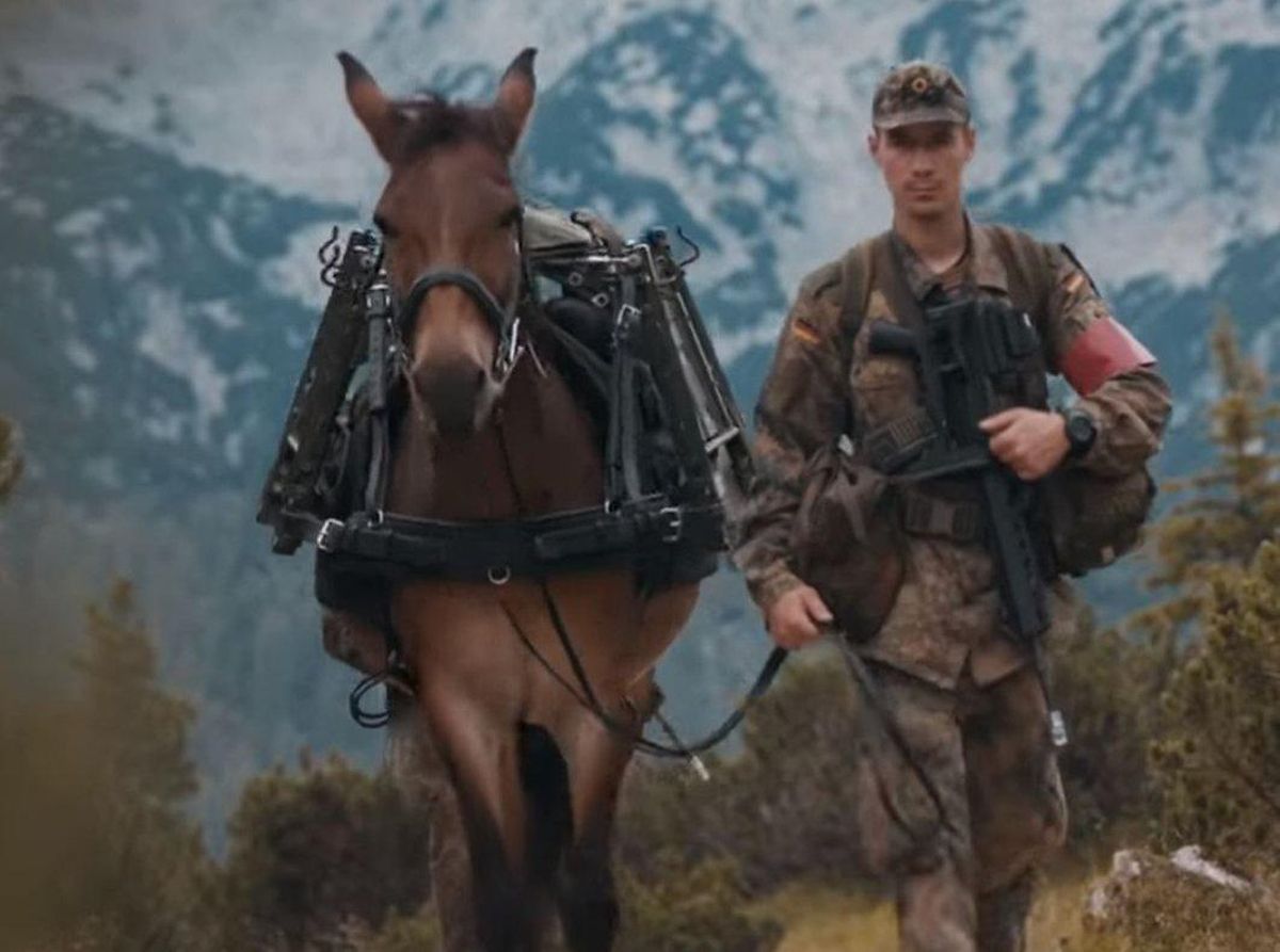 Una de las mulas de la localidad murciana de Lorca utilizada por el Ejército alemán. Una de las mulas de la localidad murciana de Lorca utilizada por el Ejército alemán.