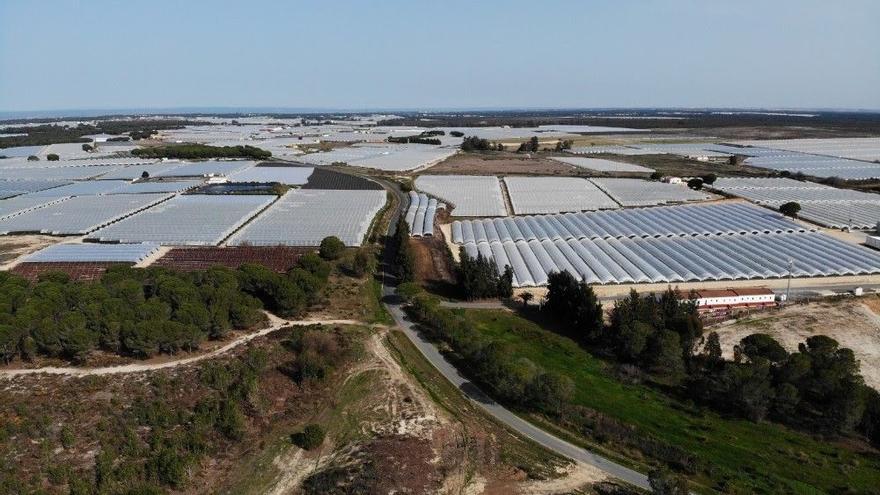 ¿Por qué el conflicto de Doñana se ha convertido en un problema europeo?