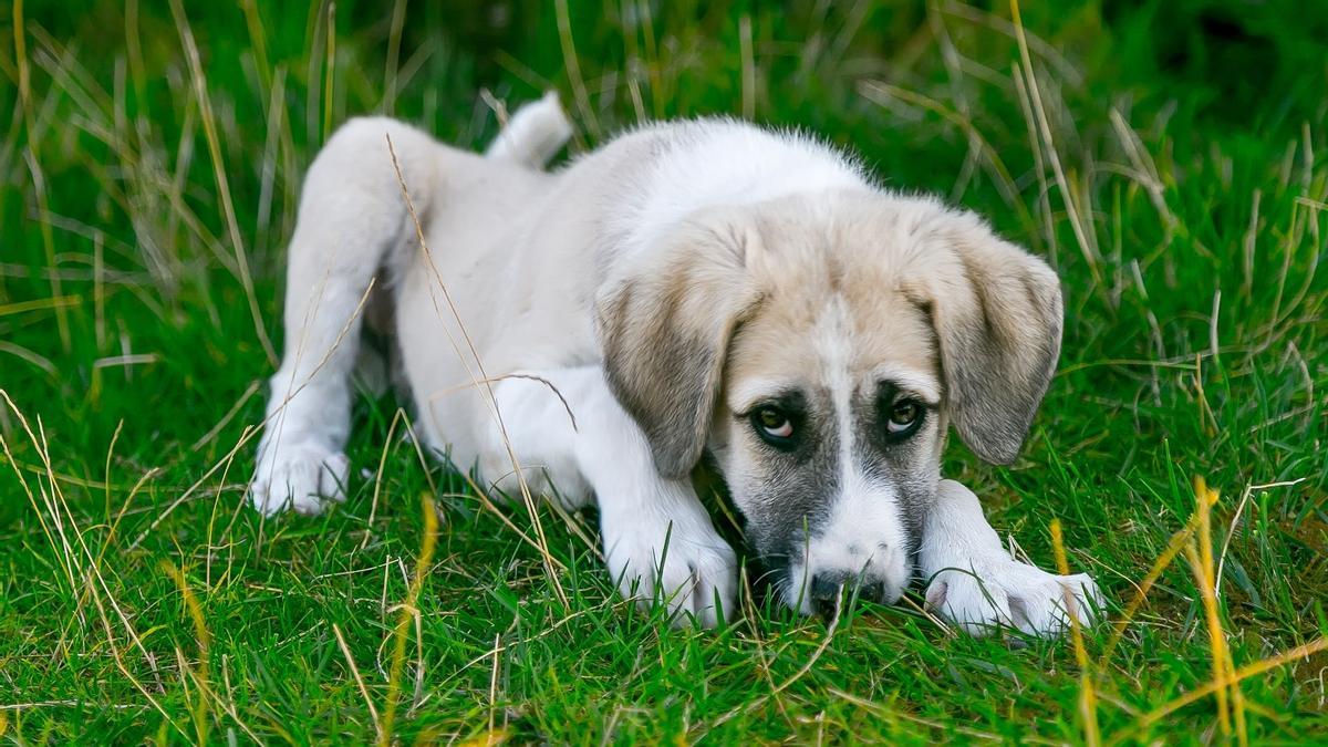 Parvovirus en gossos: com es contagia, símptomes i tractament