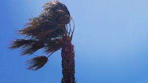 Palmera azotada por el viento, en una imagen de archivo