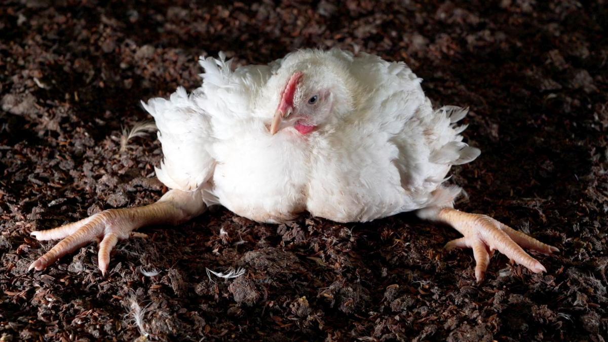 Pollos, de 44 gramos a 4,2 kilos en 41 días