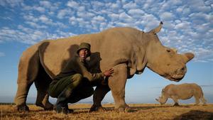 Tras la muerte de Sudán, el último macho de rinoceronte blanco del norte, tan sólo quedan dos individuos de la especie