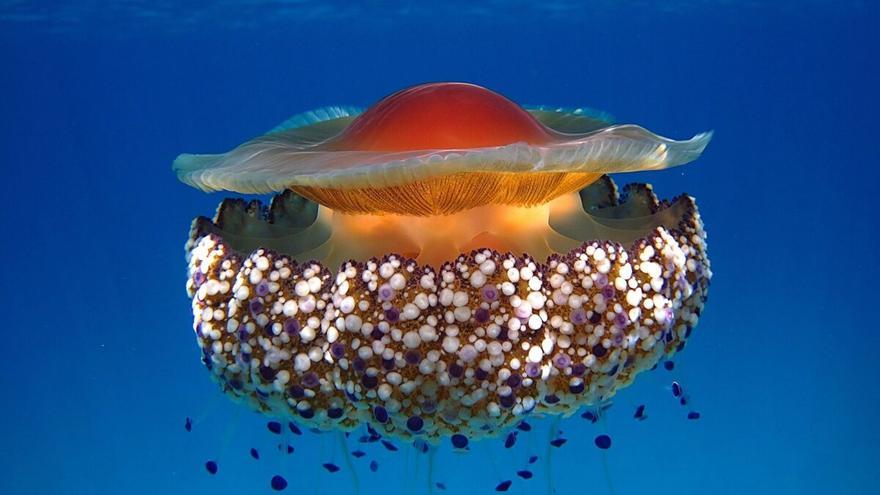 ¿Cuál es la medusa del Mediterráneo que resistirá el cambio climático? - Vimarsana News