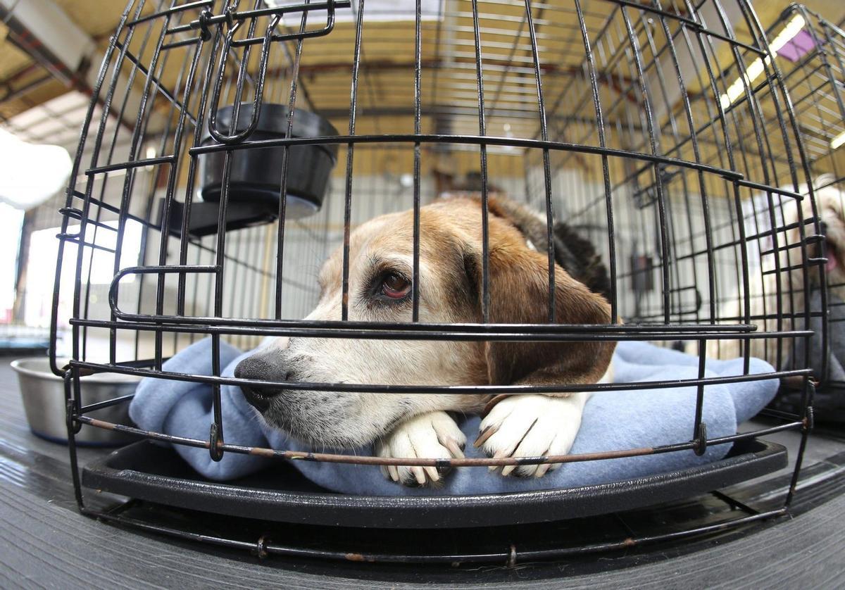 200.000 firmas contra la muerte, este lunes, de los 32 perros de un experimento científico