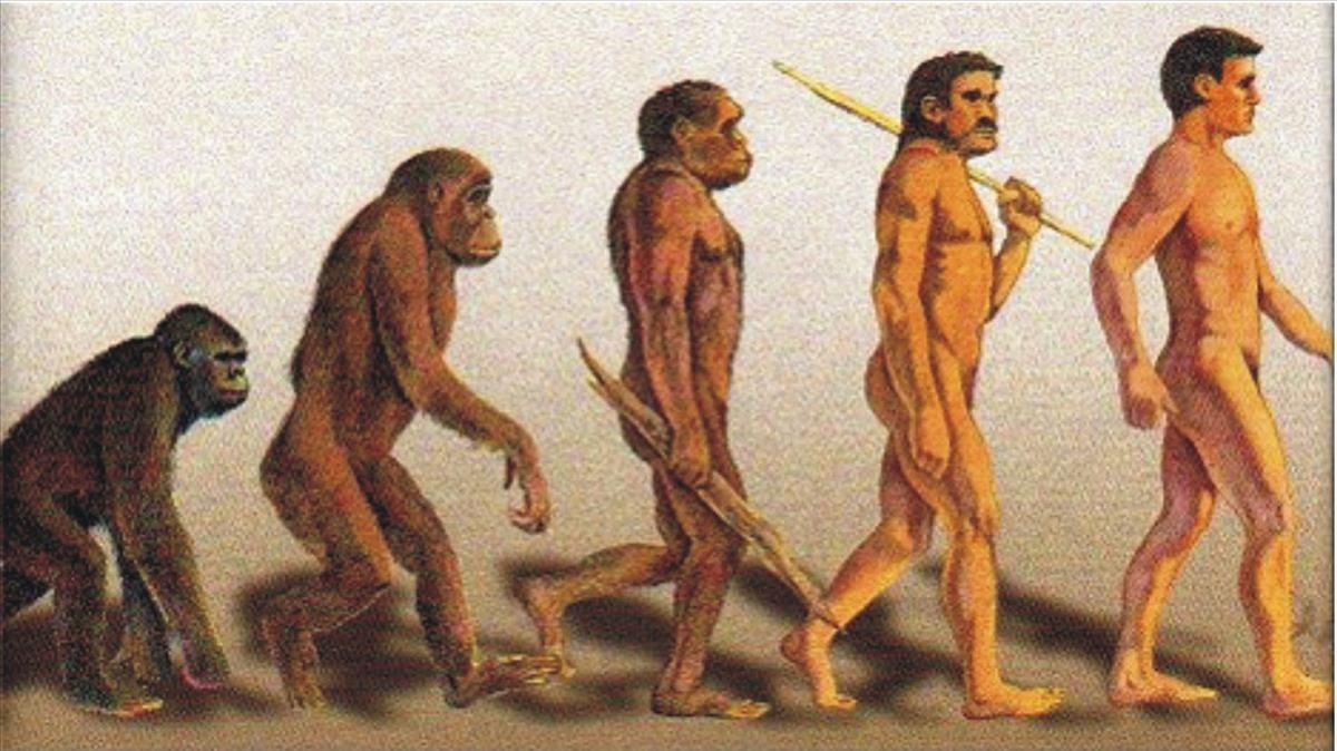 Diferentes fases evolutivas que culminan en el Homo sapiens.