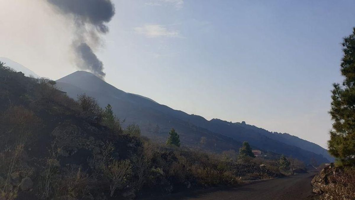 Els peixos fugen de la zona on la colada de lava del volcà de La Palma arribarà al mar Els peixos fugen de la zona on la colada de lava del volcà de La Palma arribarà al mar