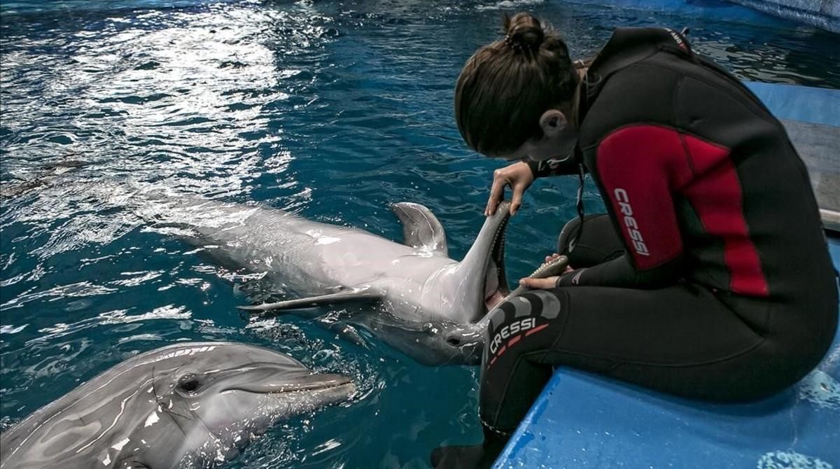 Barcelona deberá renunciar a sus cetáceos si no mejora el delfinario del zoo antes del 2019 Barcelona deberá renunciar a sus cetáceos si no mejora el delfinario del zoo antes del 2019