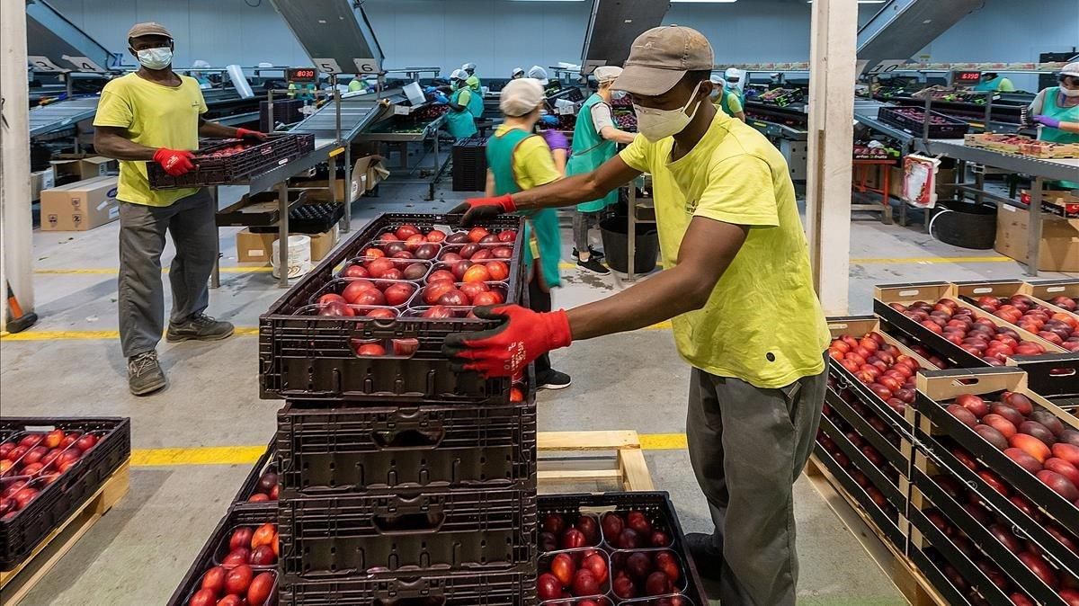 Envasado de fruta en la empresa hortofrutícola Intergolmés, en Pla d’Urgell. Envasado de fruta en la empresa hortofrutícola Intergolmés, en Pla d’Urgell.