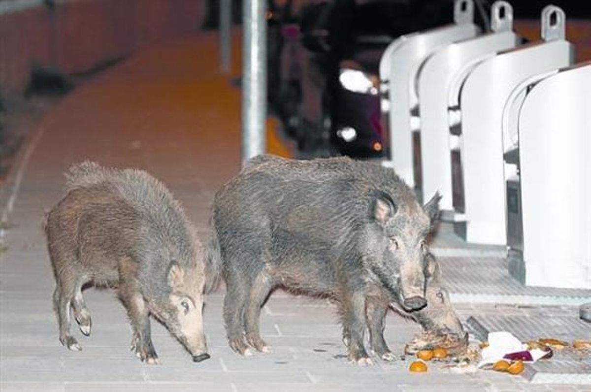 Unos jabalís se alimentan a medianoche de basura en una calle de Sant Cugat. Unos jabalís se alimentan a medianoche de basura en una calle de Sant Cugat.