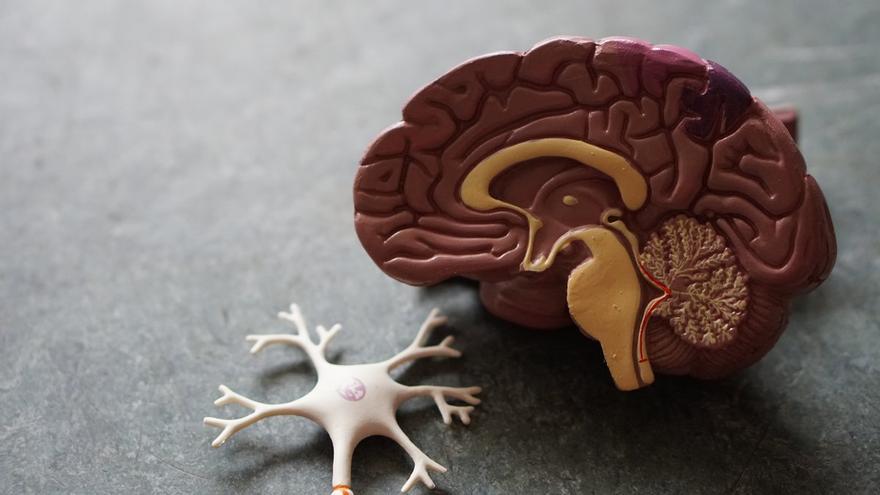 Neuroderechos Qué Son Y Por Qué Hay Que Hay Que Prestarles Atención 6442