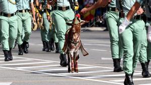La cabra de la Legión, durante el desfile del 12 de octubre de 2016.