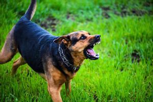 Perros peligrosos: un estudio demuestra que la agresividad no va determinada por la raza