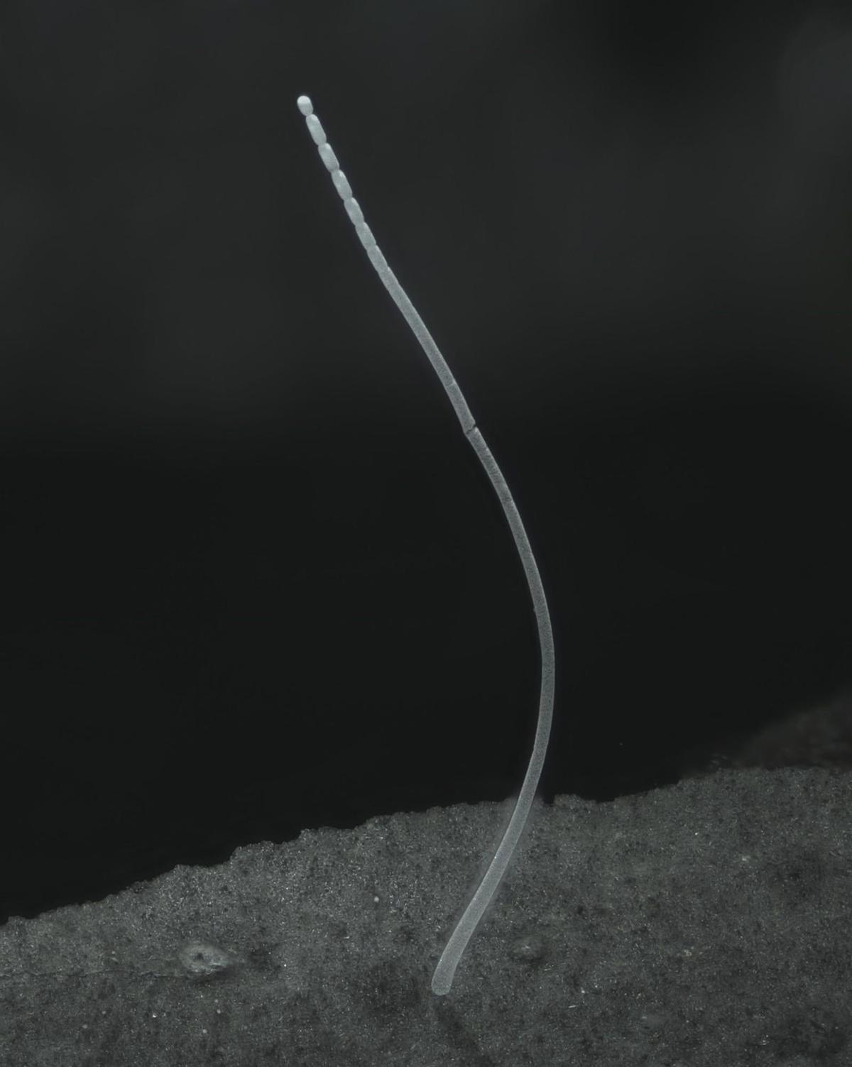 Imagen de un filamento de Thiomargarita magnifica, una bacteria gigante de un centímetro y que ha sido encontrada en los manglares de Guadalupe. EFE/Jean-Marie Volland/Lawrence Berkeley National Laboratory, Laboratory for Research in Complex Systems.