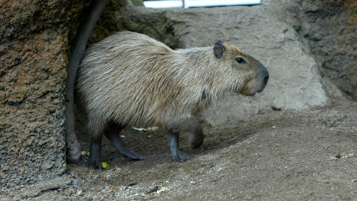 El CosmoCaixa de Barcelona recupera una capibara, después de la muerte del  anterior
