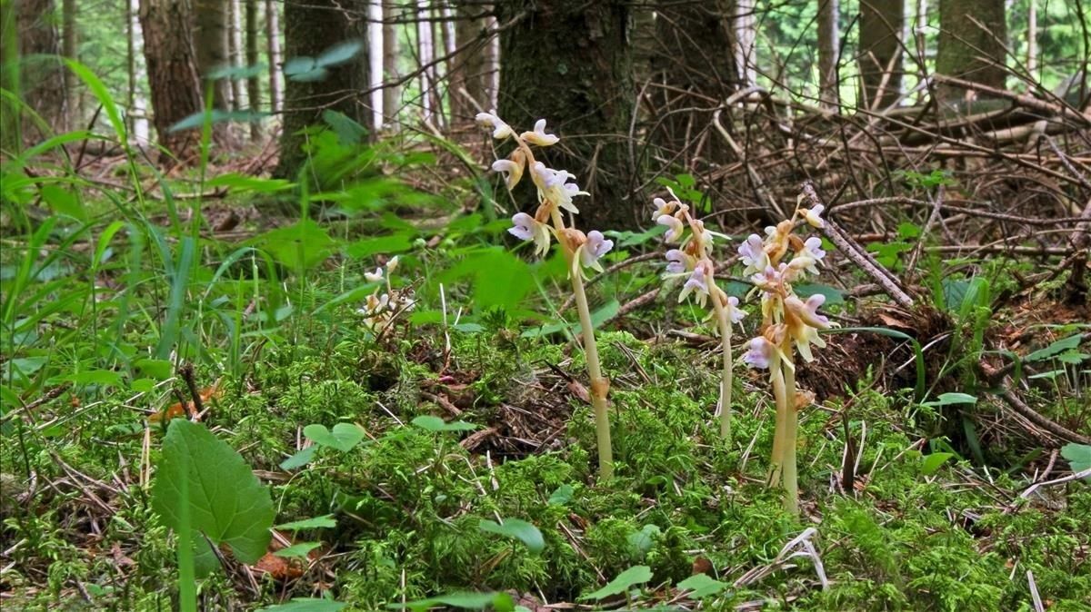 Ejemplares de orquídea fantasma. Ejemplares de orquídea fantasma.