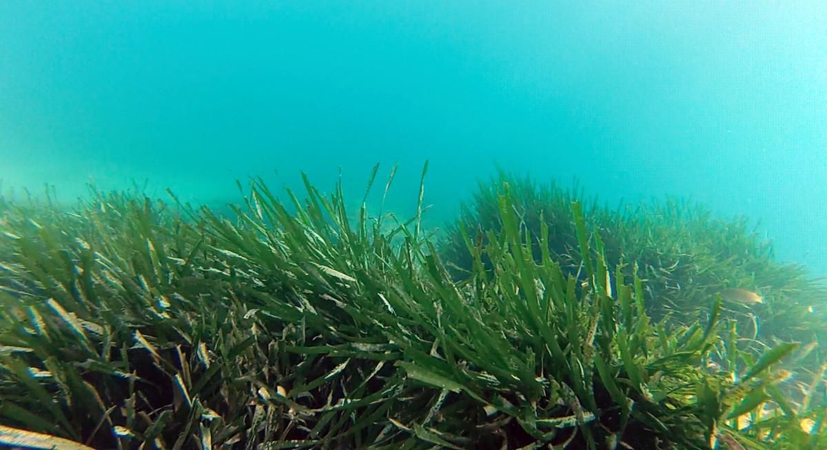 Neix a Mataró 'Posidònia 2021', una iniciativa per protegir la posidònia oceànica Neix a Mataró 'Posidònia 2021', una iniciativa per protegir la posidònia oceànica
