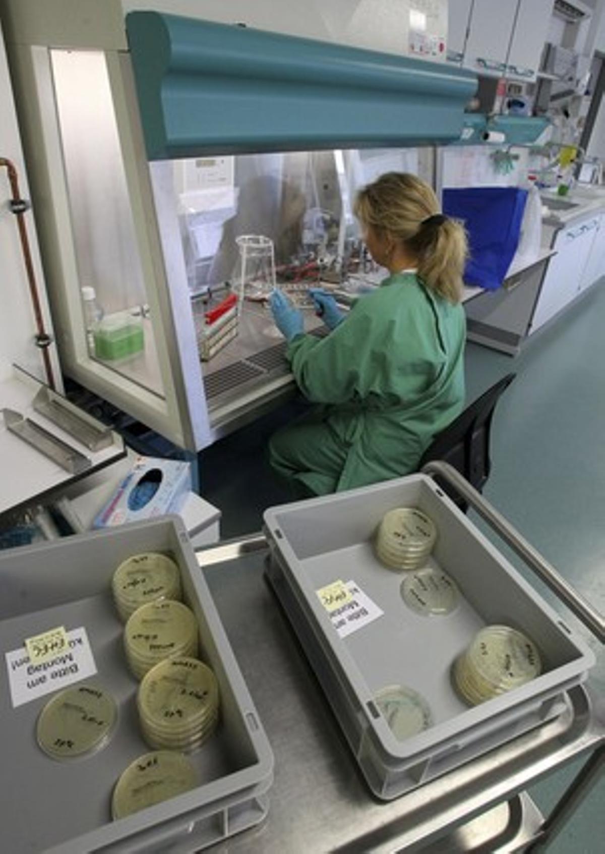 Una experta analiza muestras de un pepino en un laboratorio de la oficina estatal para la seguridad agrícola y alimentaria de Mecklenburg-Vorpommern, en Rostock (Alemania).