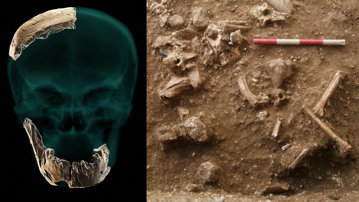Un fòssil de 130.000 anys revoluciona l’arbre evolutiu de la nostra espècie Un fòssil de 130.000 anys revoluciona l’arbre evolutiu de la nostra espècie