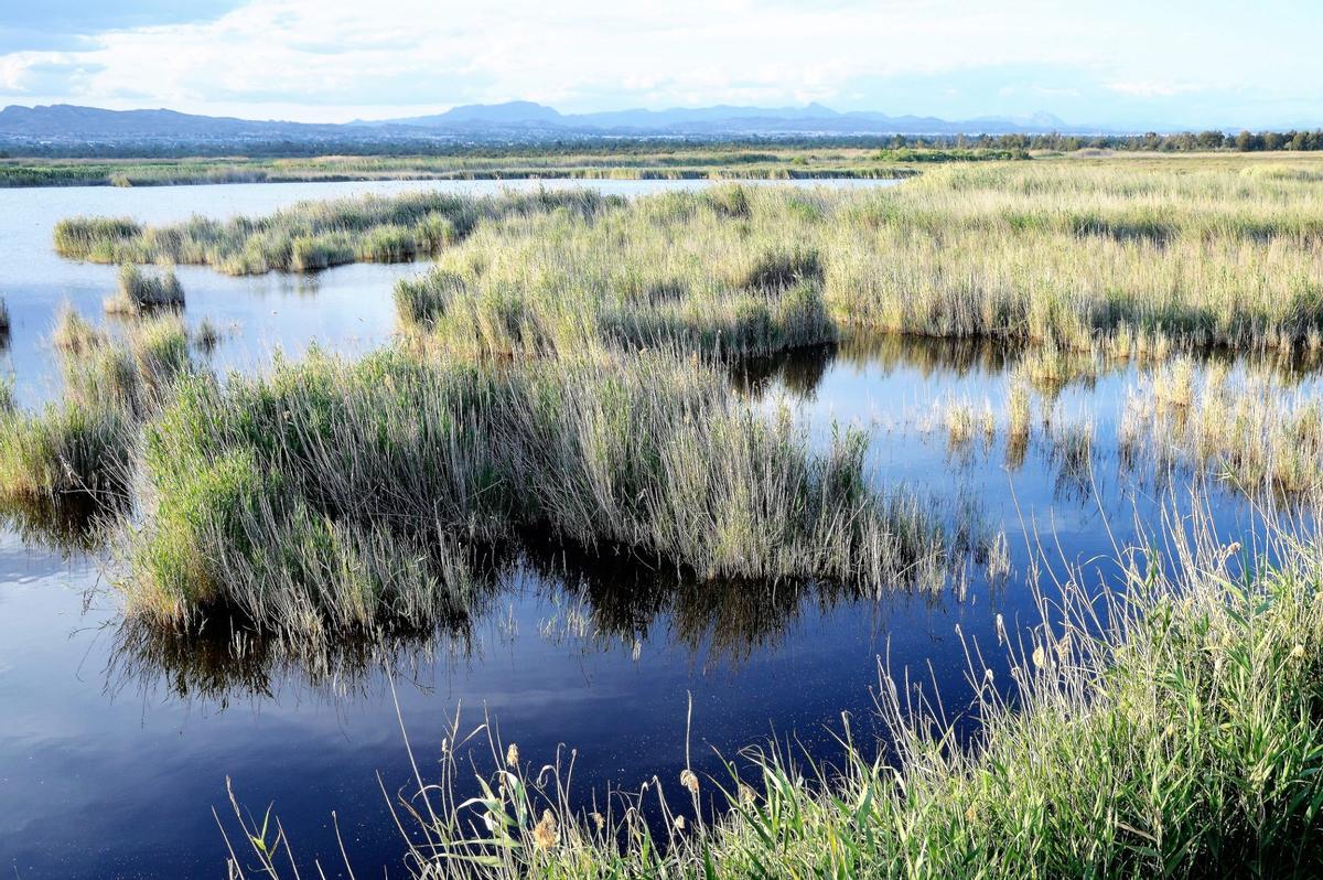 Día Mundial de los Humedales: ¿Por qué son imprescindibles estos espacios naturales? Día Mundial de los Humedales: ¿Por qué son imprescindibles estos espacios naturales?