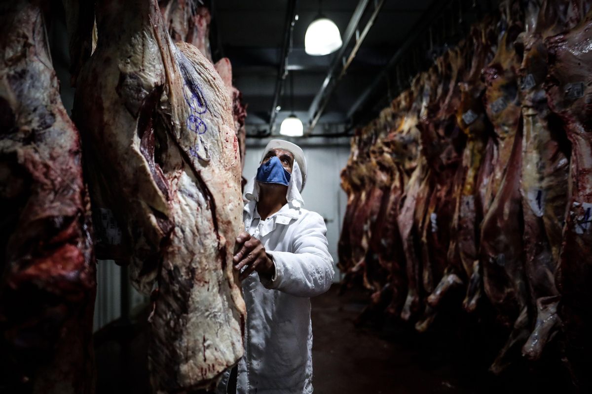 Empleados de una empresa frigorífica trabajan con carne de vacuno, en una planta de Buenos Aires. Empleados de una empresa frigorífica trabajan con carne de vacuno, en una planta de Buenos Aires.