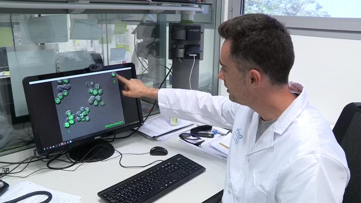 Investigadores de Vall d’Hebron descubren el ’punto débil’ de las células tumorales causantes de recaídas del cáncer.