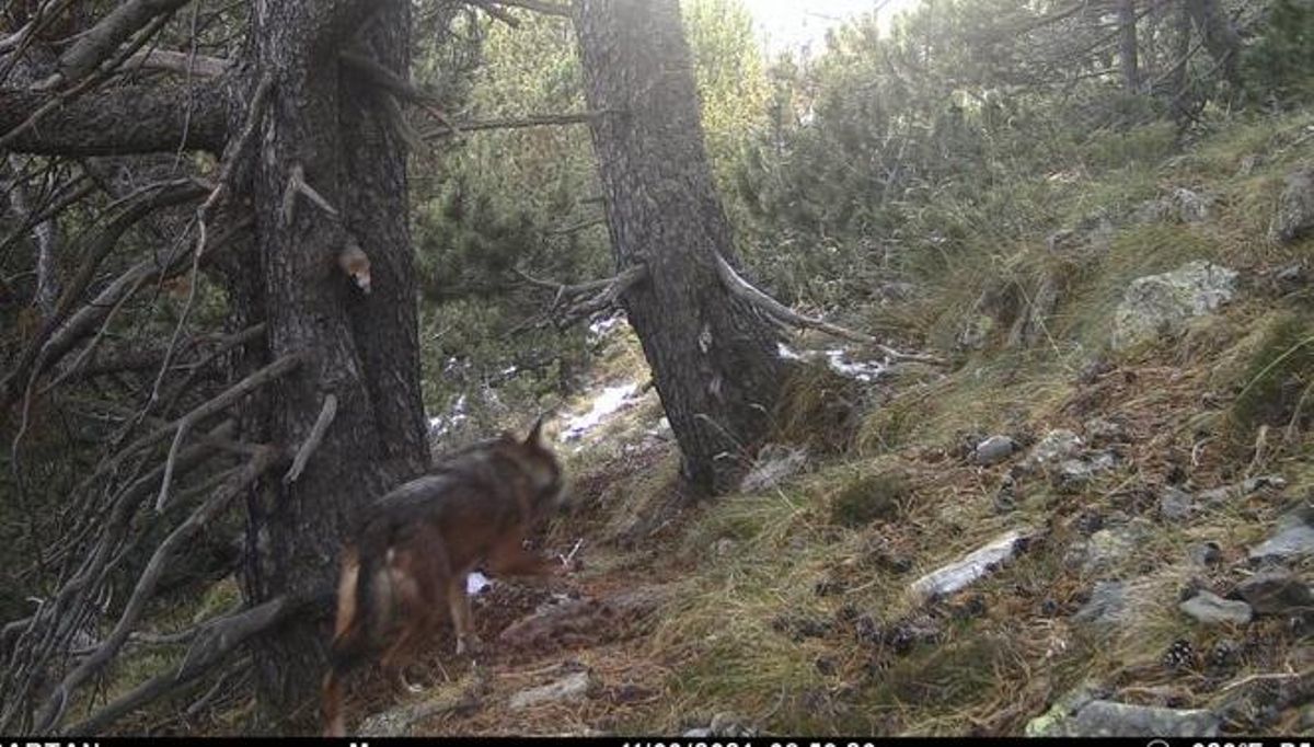 Una cámara de seguimiento del oso pardo capta un ejemplar de lobo en Alins (Lleida) Una cámara de seguimiento del oso pardo capta un ejemplar de lobo en Alins (Lleida)