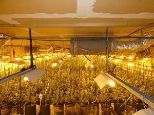 Plantación de interior de marihuana cerca de 2000 plantas en Terrassa