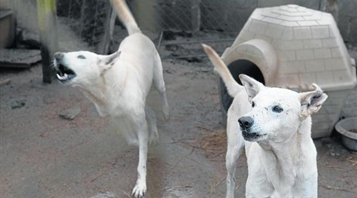 Dos perros que se asilvestraron tras ser abandonados, en la perrera de la protectora de animales de Lleida.