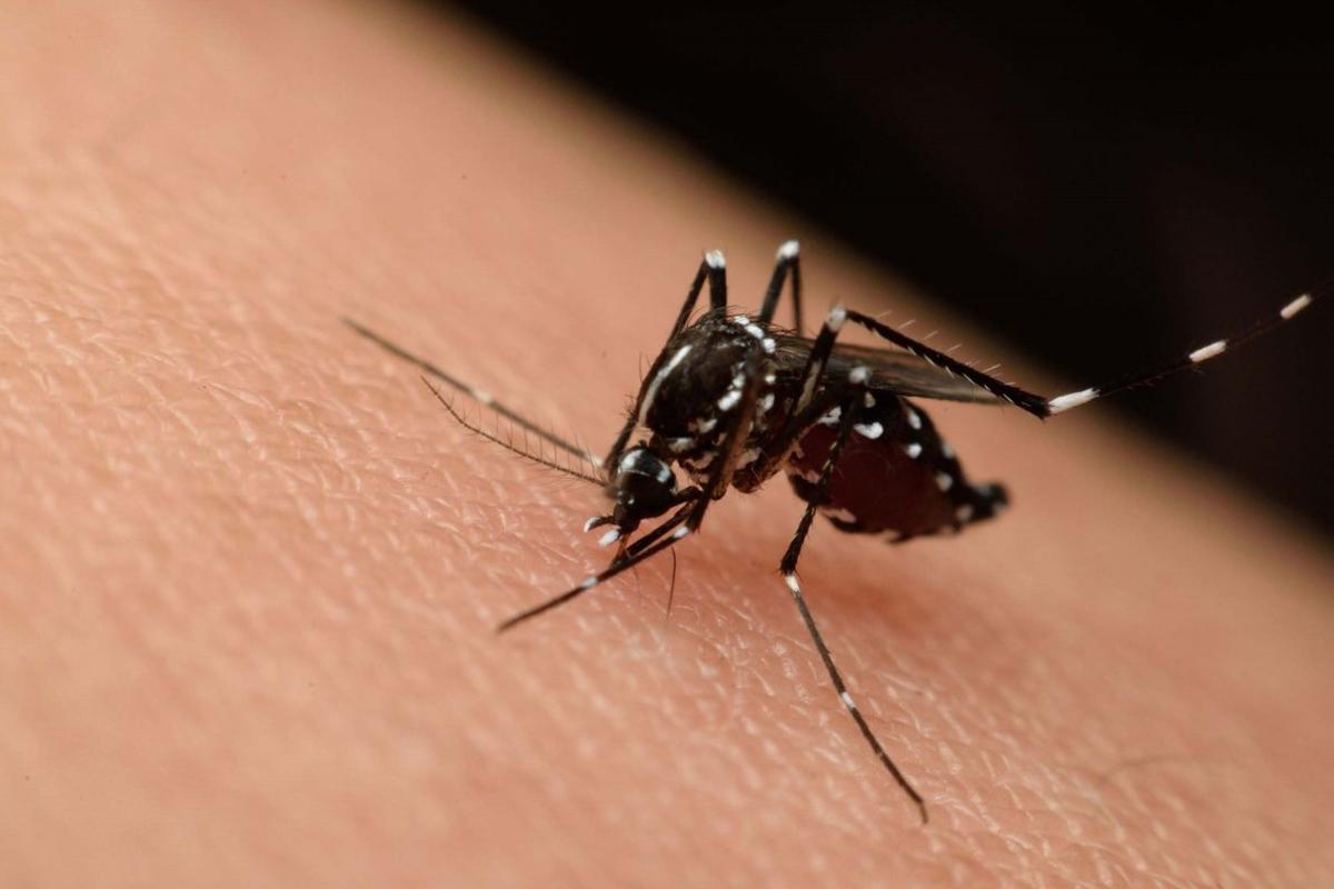 El Aedes Aegypti, transmisor del dengue, zika y chikunguña.