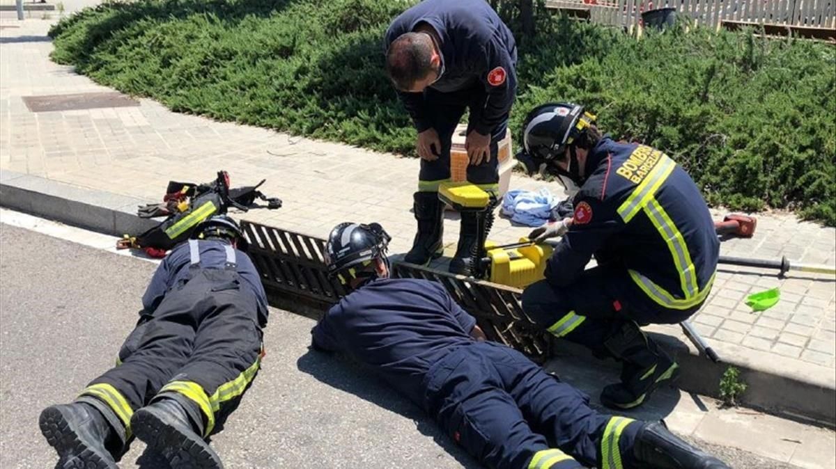 Los bomberos intentan llegar hasta los patitos a través del imbornal, en la calle de Pujalt. Los bomberos intentan llegar hasta los patitos a través del imbornal, en la calle de Pujalt.