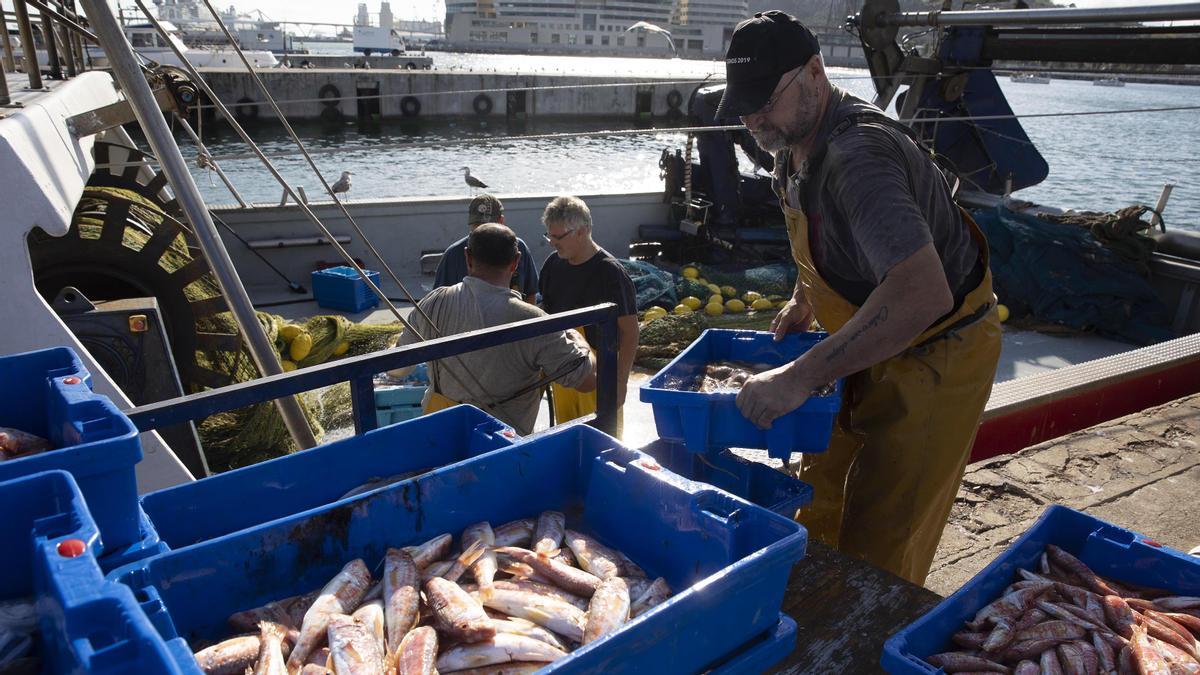 Acaba la pesca de sonso en Catalunya 2 meses antes de lo previsto por la falta de capturas Acaba la pesca de sonso en Catalunya 2 meses antes de lo previsto por la falta de capturas