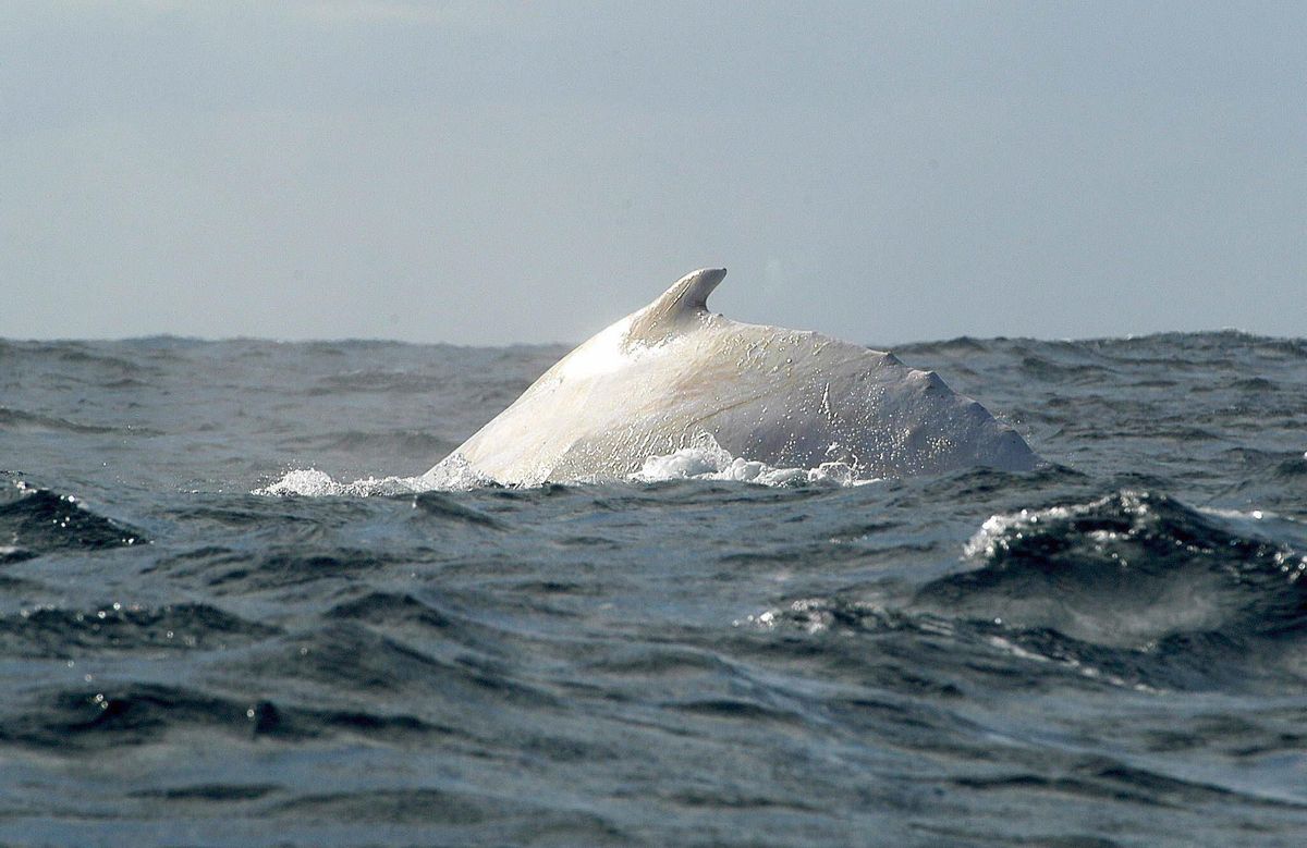 La balena blanca de l’estiu La balena blanca de l’estiu